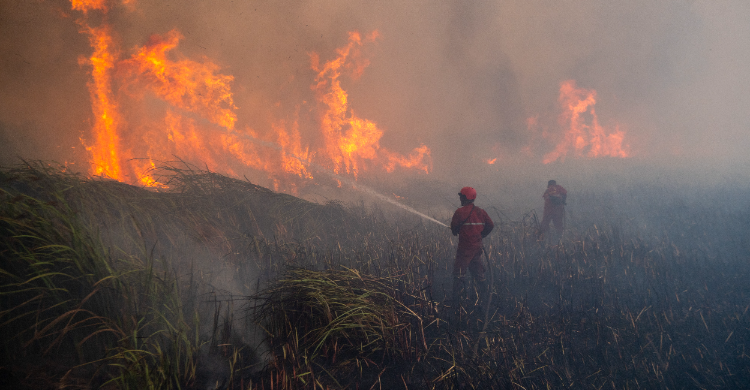 Tangkap Pelaku Karhutla, Gubernur Sumsel Janjikan Rp 10 Juta